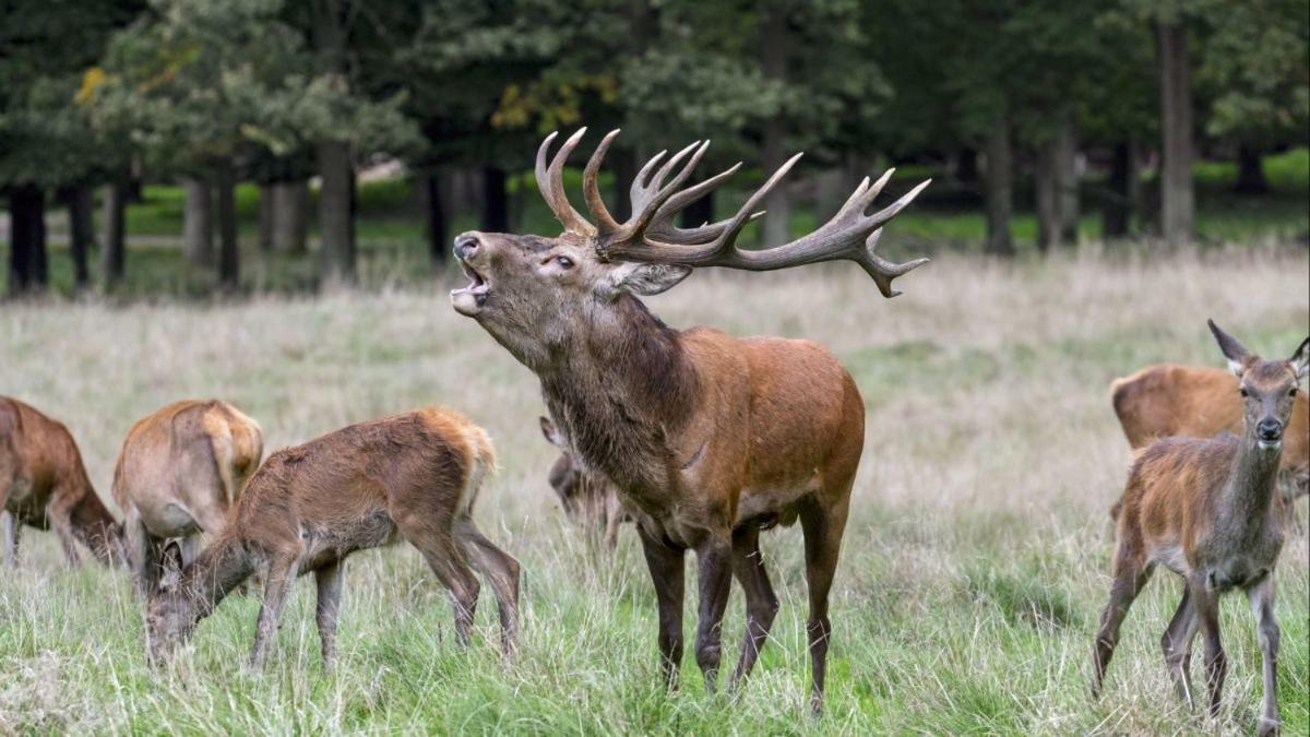 Ardennes Woods Bed & Breakfast Marche-en-Famenne Eksteriør bilde